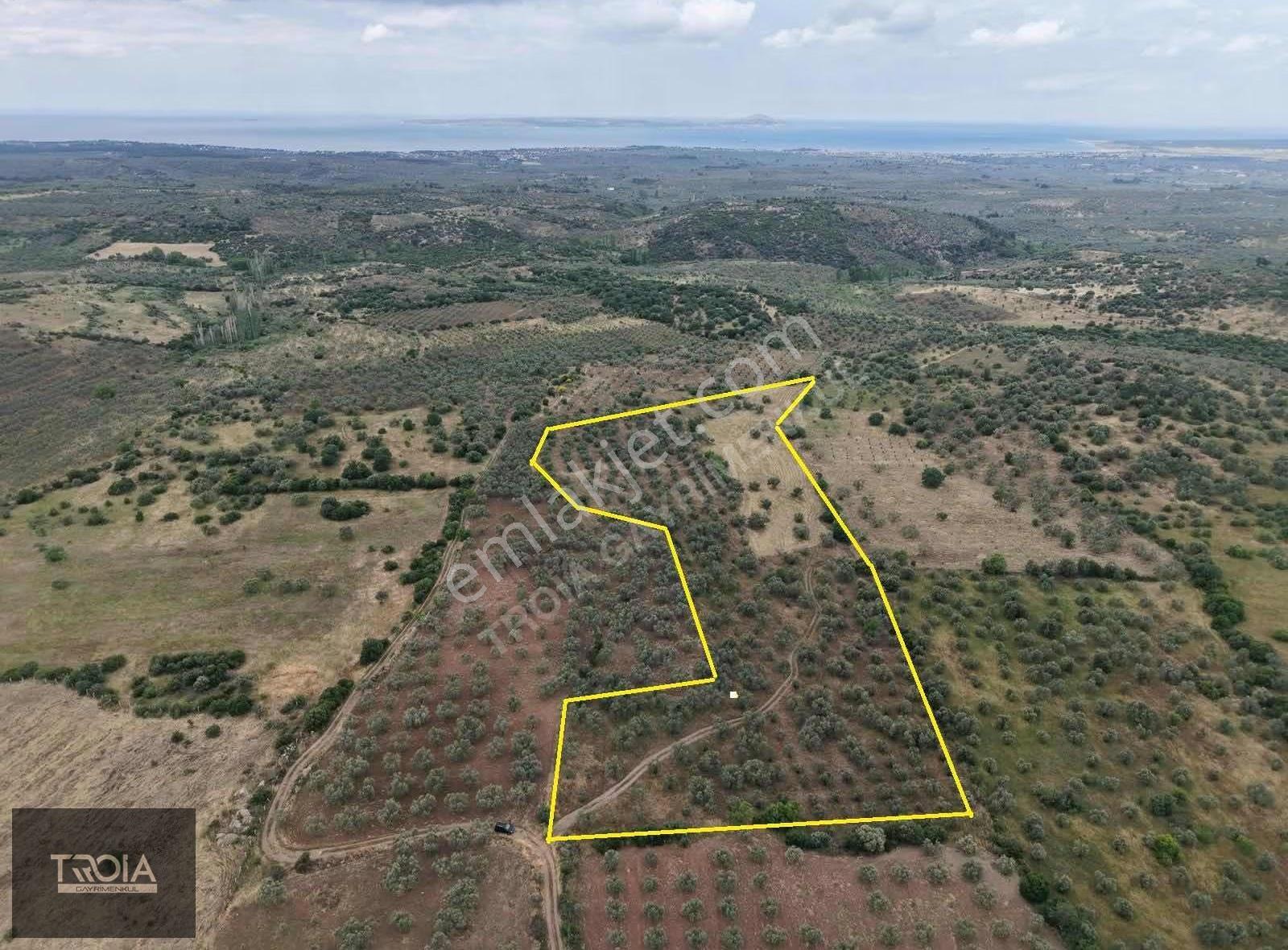 Ezine Kemallıda 31.500 M² Yolu Olan Verimli Zeytinlik - Görsel 16