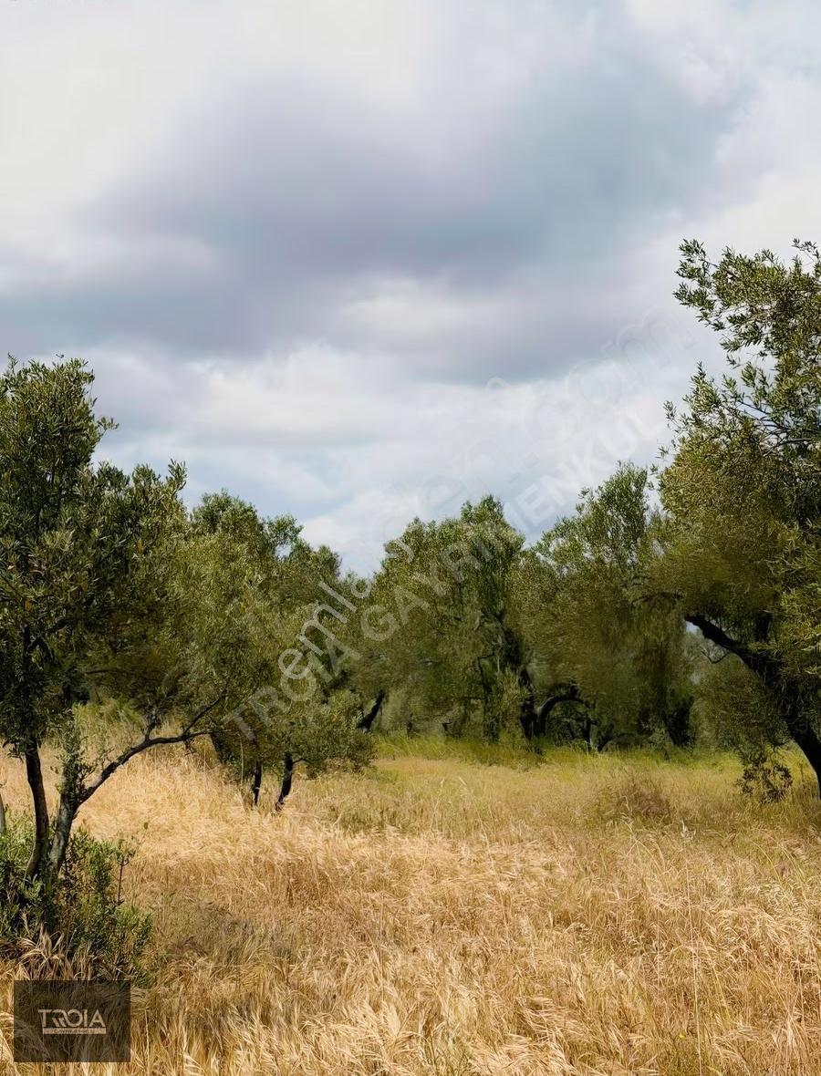 Ezine Kemallıda 31.500 M² Yolu Olan Verimli Zeytinlik - Görsel 23