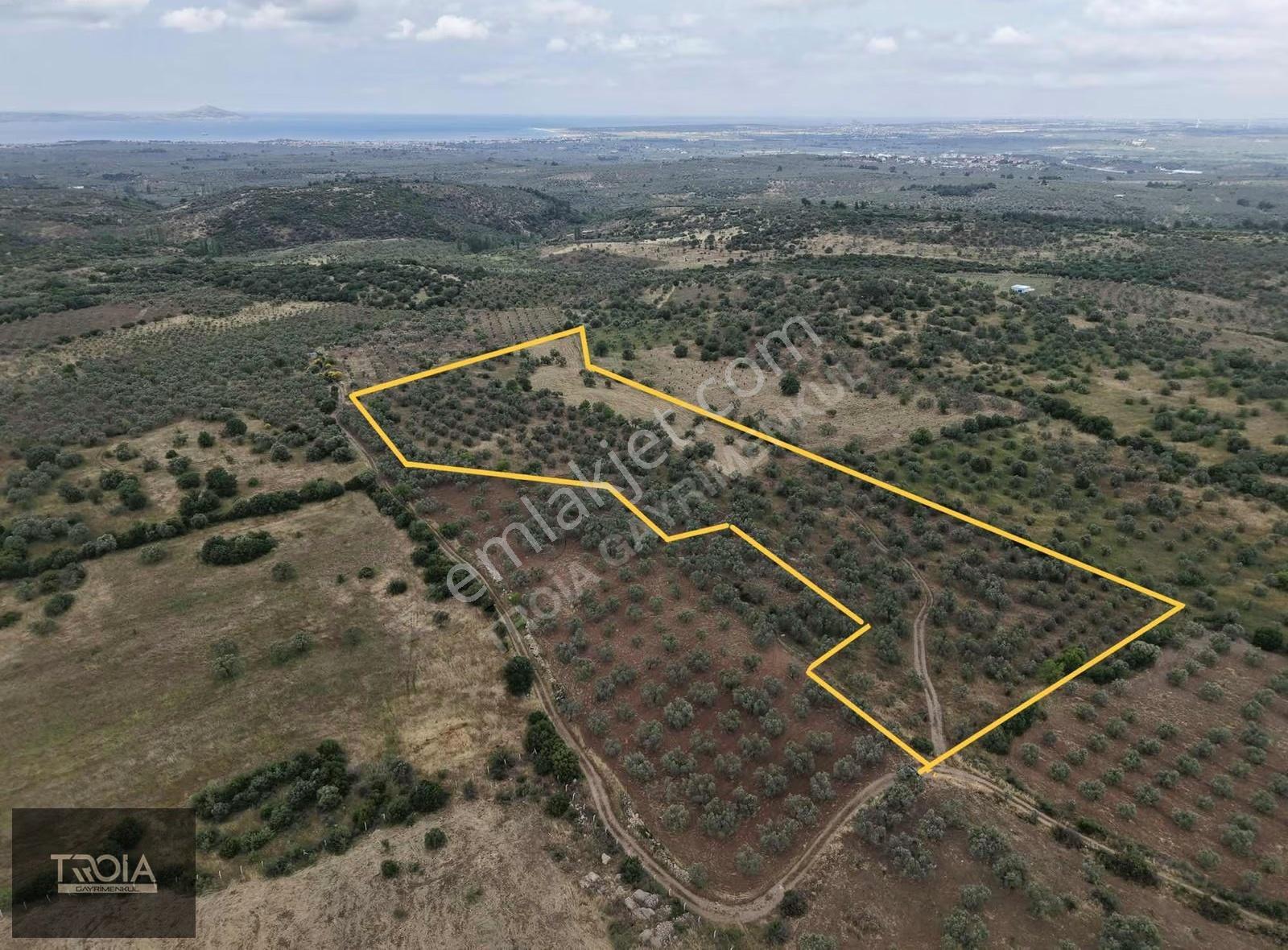 Ezine Kemallıda 31.500 M² Yolu Olan Verimli Zeytinlik - Görsel 15