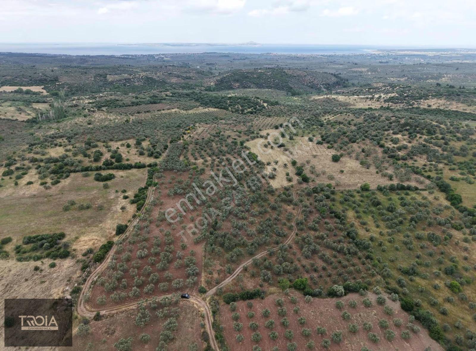 Ezine Kemallıda 31.500 M² Yolu Olan Verimli Zeytinlik - Görsel 9