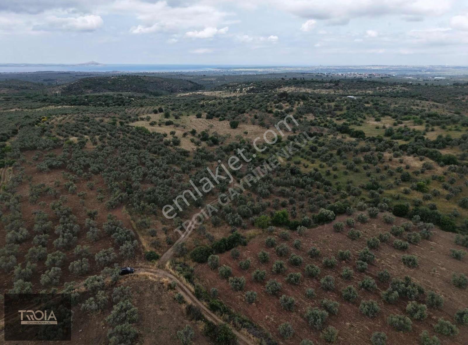 Ezine Kemallıda 31.500 M² Yolu Olan Verimli Zeytinlik - Görsel 5