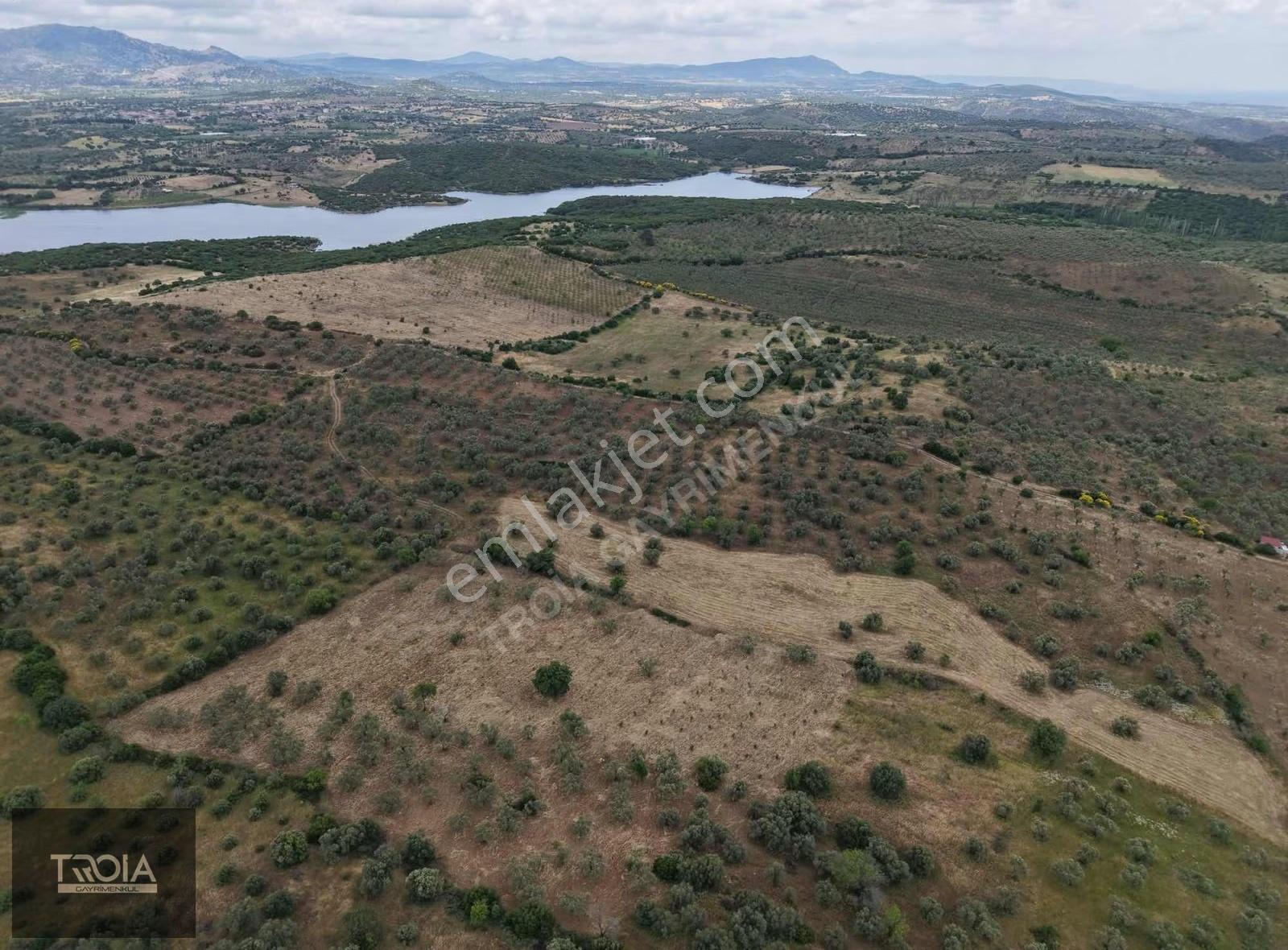 Ezine Kemallıda 31.500 M² Yolu Olan Verimli Zeytinlik - Görsel 13