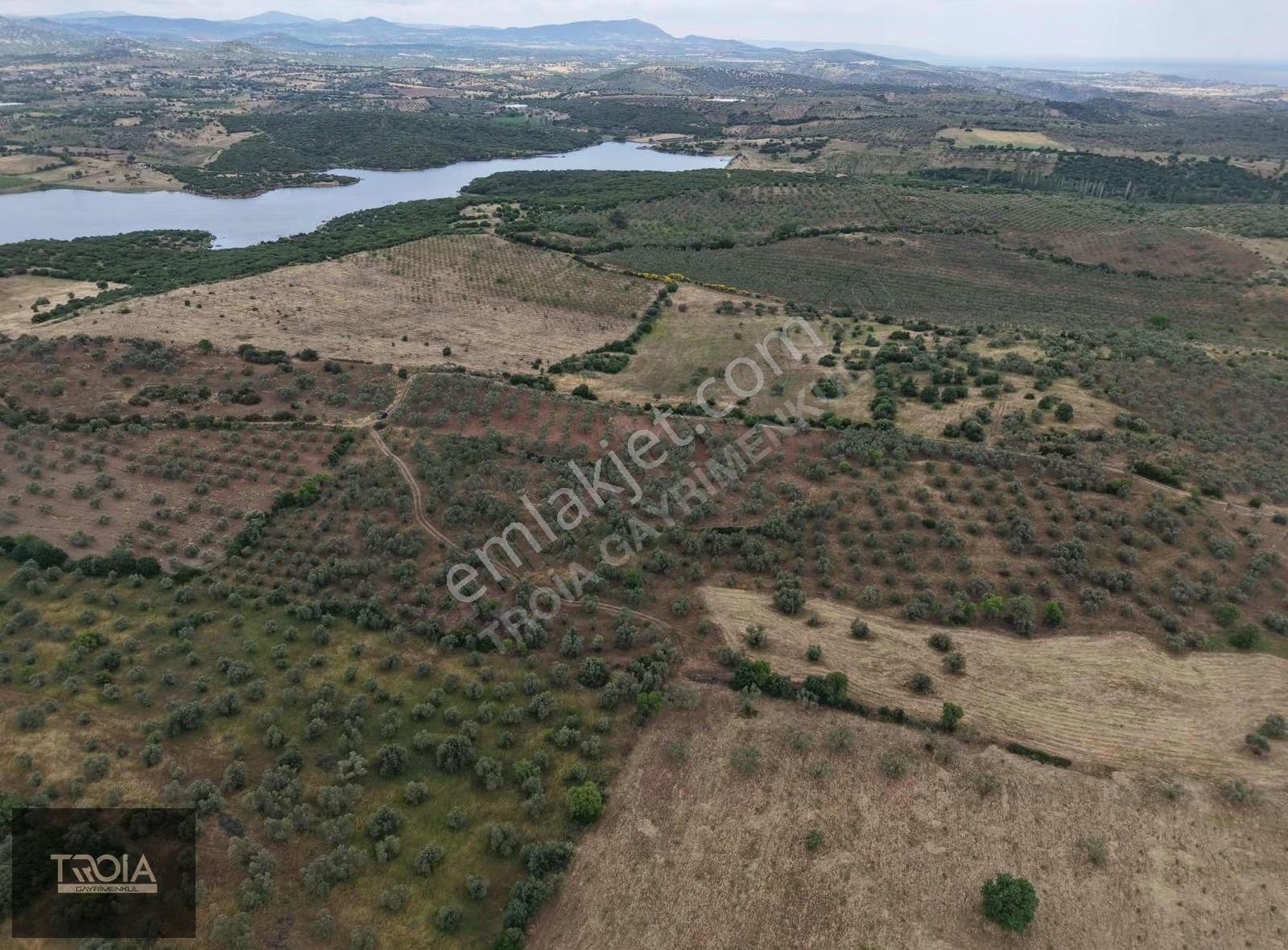 Ezine Kemallıda 31.500 M² Yolu Olan Verimli Zeytinlik - Görsel 20