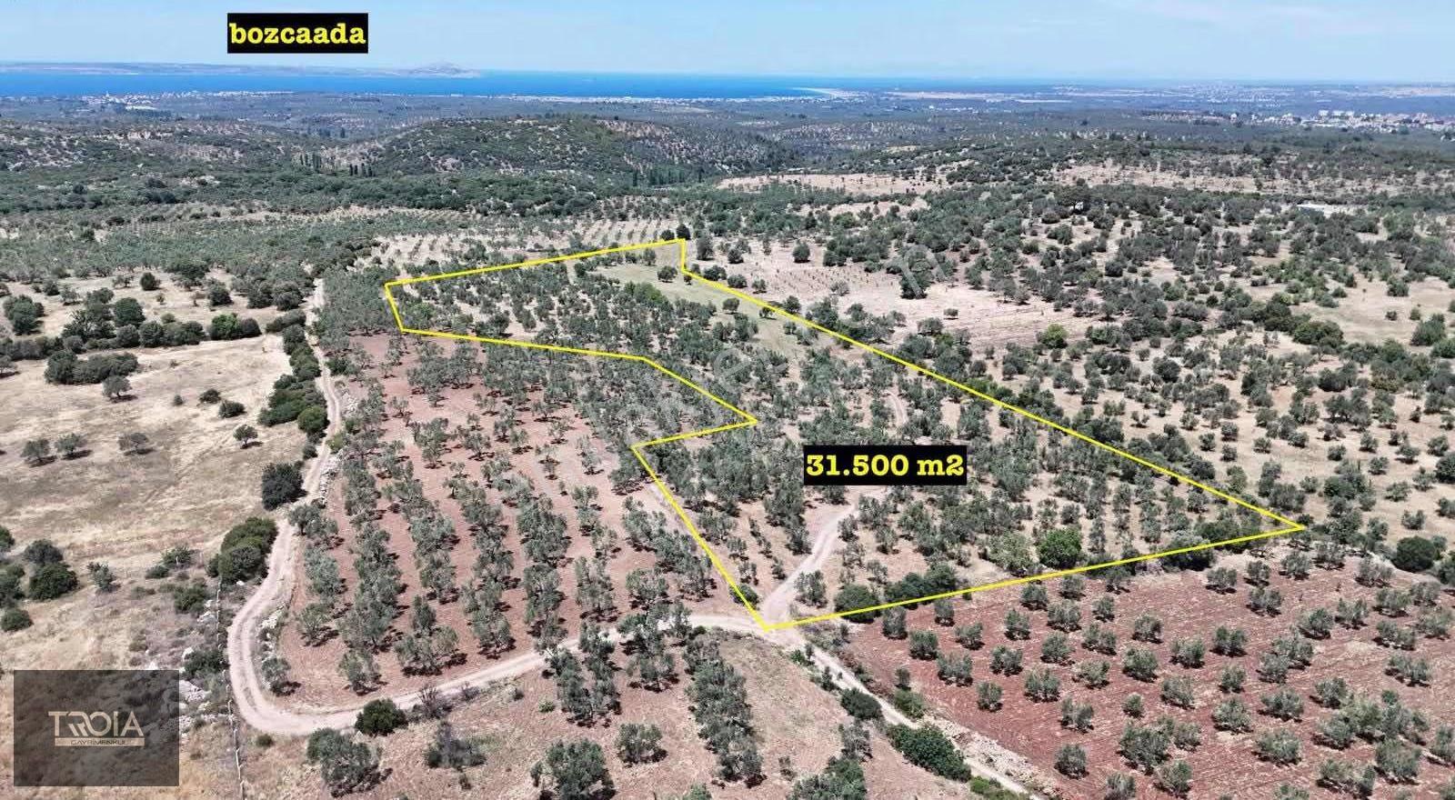 Ezine Kemallıda 31.500 M² Yolu Olan Verimli Zeytinlik - Görsel 7