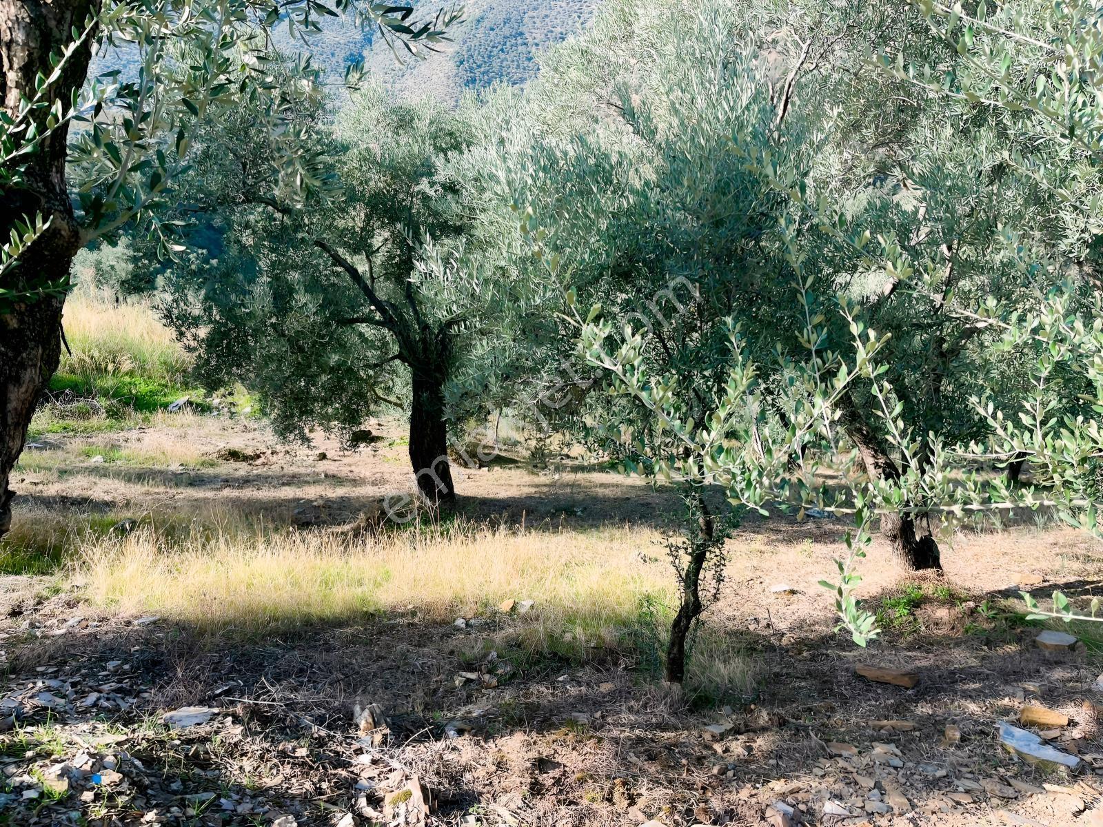 İzmir Bayındır Yola Cepheli 1697m2 Tek Tapu Satılık Zeytinlik - Görsel 9