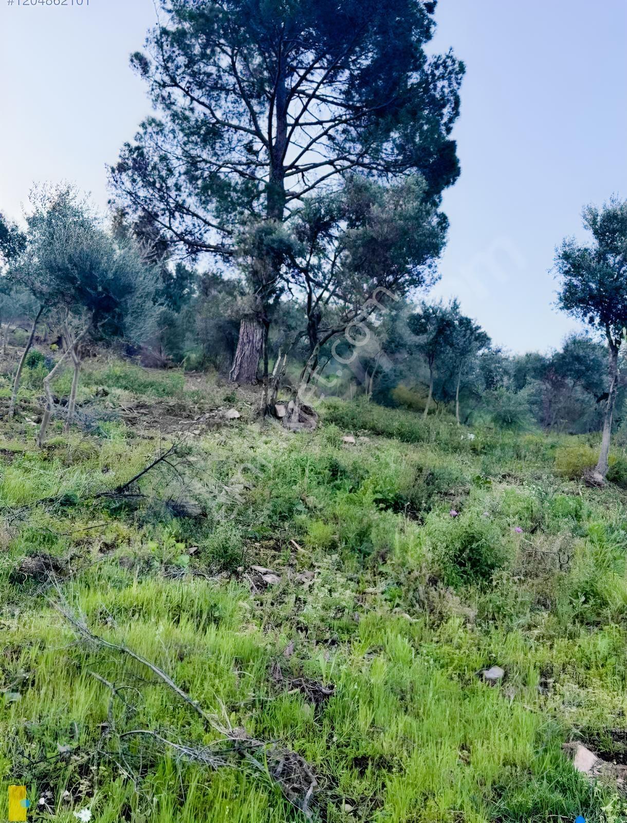 İzmir Bayındır Yola Cepheli 1697m2 Tek Tapu Satılık Zeytinlik - Görsel 26