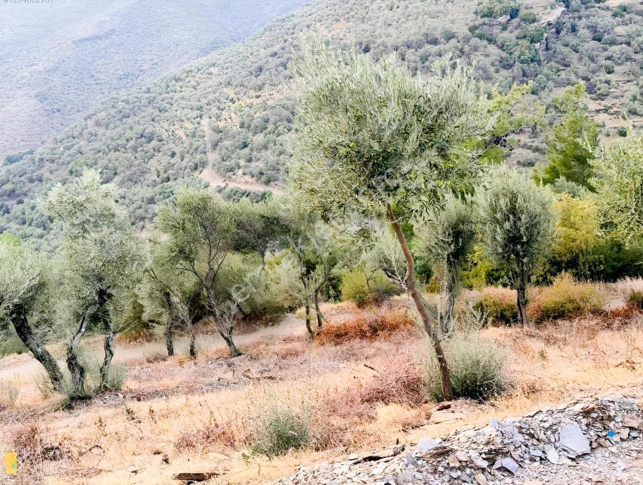 İzmir Bayındır Yola Cepheli 1697m2 Tek Tapu Satılık Zeytinlik - Görsel 14