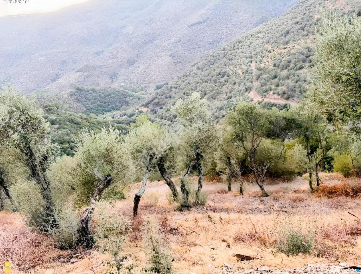 İzmir Bayındır Yola Cepheli 1697m2 Tek Tapu Satılık Zeytinlik - Görsel 15