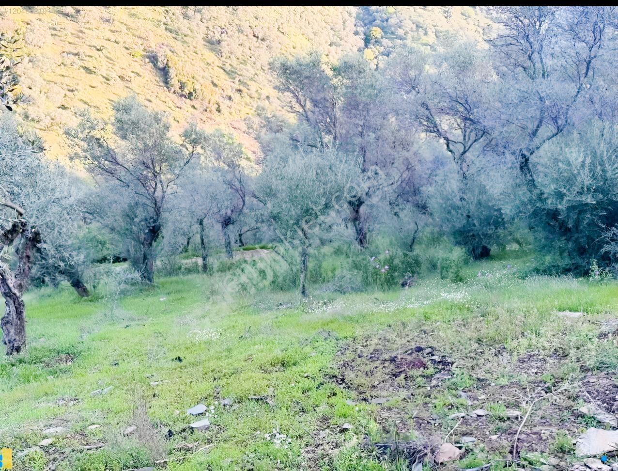 İzmir Bayındır Yola Cepheli 1697m2 Tek Tapu Satılık Zeytinlik - Görsel 25