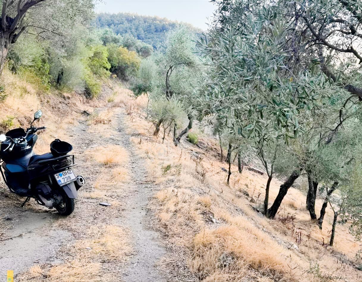 İzmir Bayındır Yola Cepheli 1697m2 Tek Tapu Satılık Zeytinlik - Görsel 11