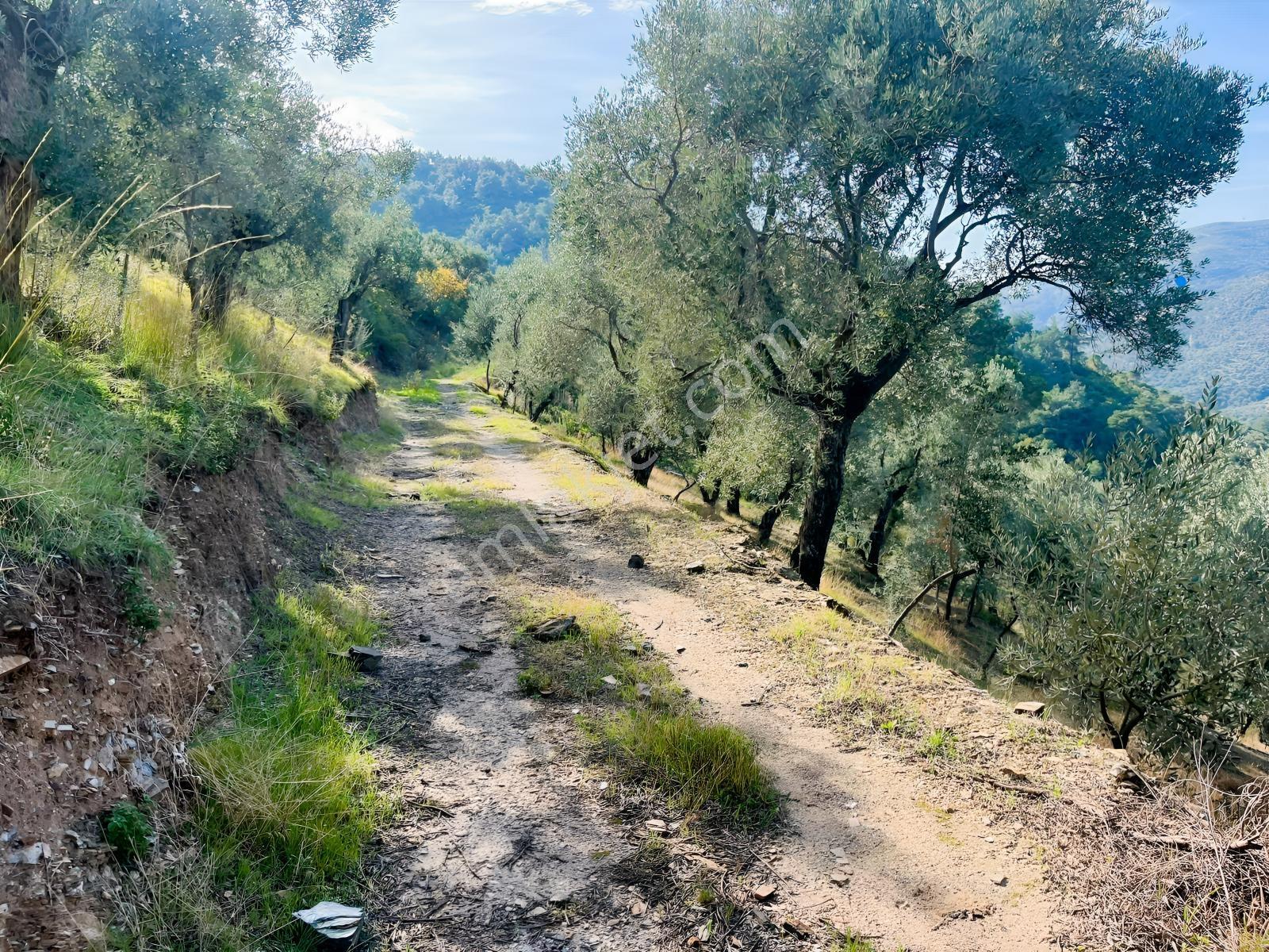 İzmir Bayındır Yola Cepheli 1697m2 Tek Tapu Satılık Zeytinlik - Görsel 7