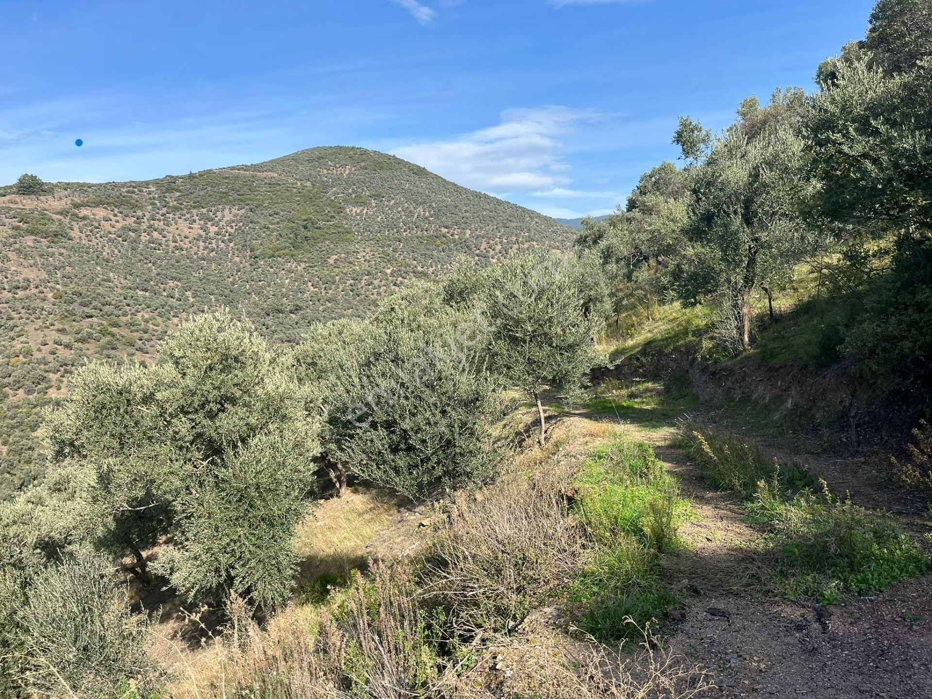 İzmir Bayındır Yola Cepheli 1697m2 Tek Tapu Satılık Zeytinlik - Görsel 25