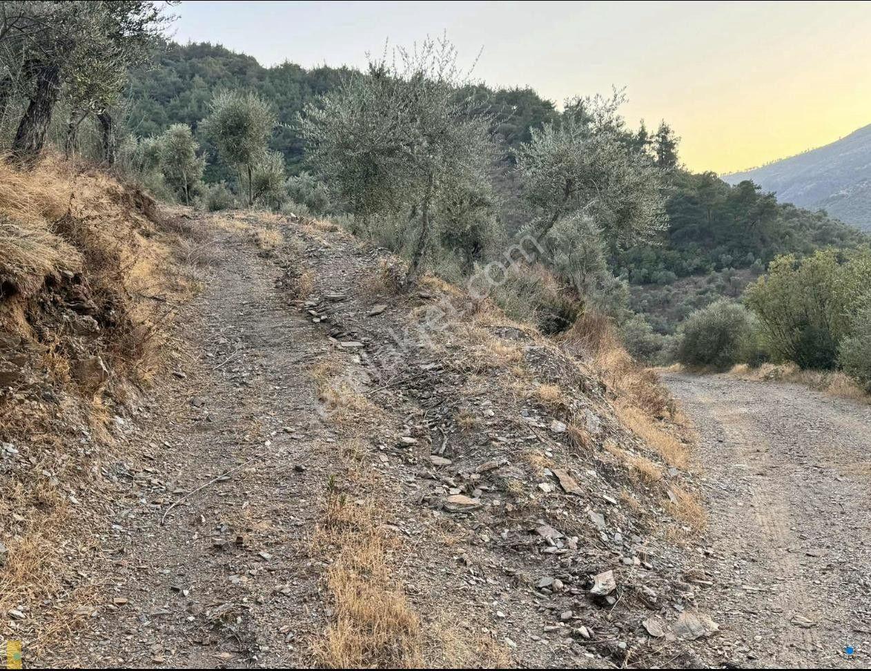 İzmir Bayındır Yola Cepheli 1697m2 Tek Tapu Satılık Zeytinlik - Görsel 12