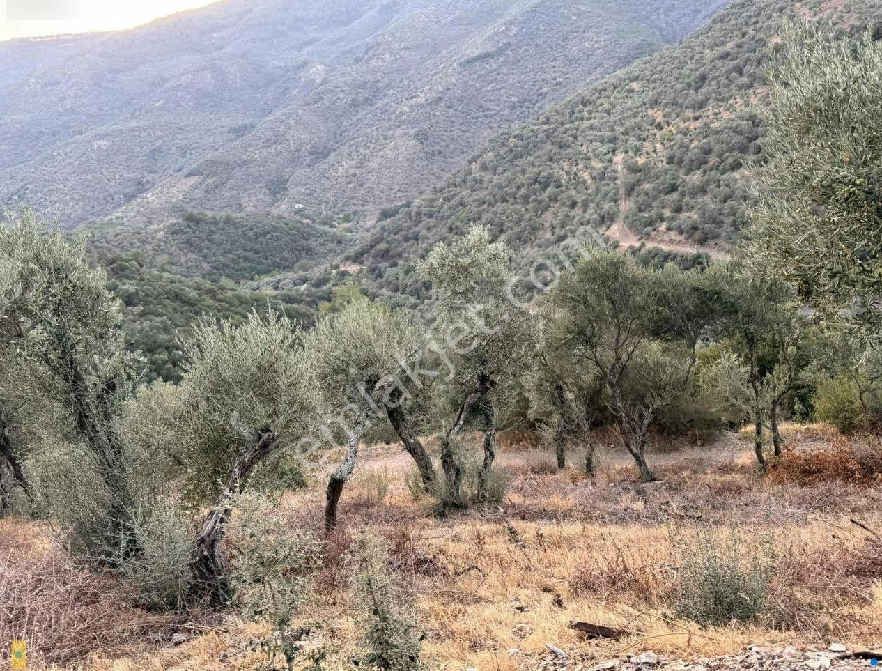 İzmir Bayındır Yola Cepheli 1697m2 Tek Tapu Satılık Zeytinlik - Görsel 9
