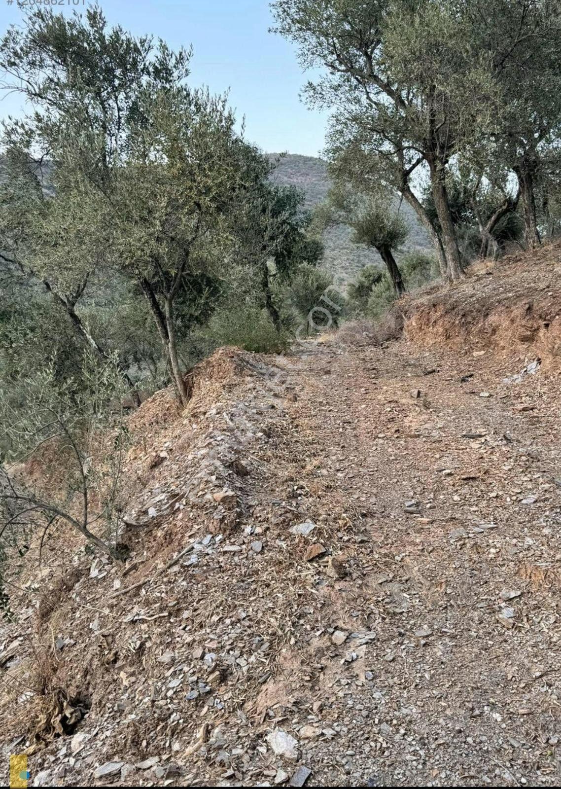 İzmir Bayındır Yola Cepheli 1697m2 Tek Tapu Satılık Zeytinlik - Görsel 4