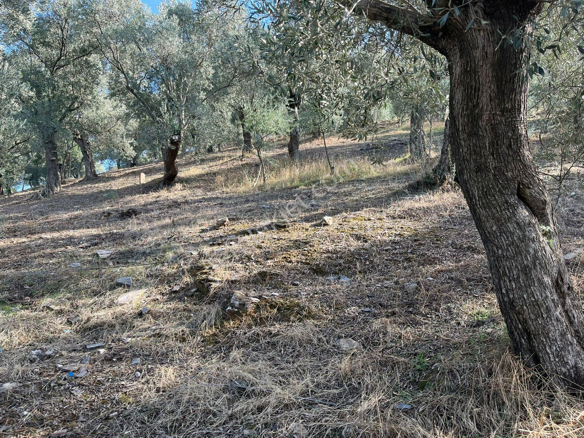 İzmir Bayındır Yola Cepheli 1697m2 Tek Tapu Satılık Zeytinlik - Görsel 27