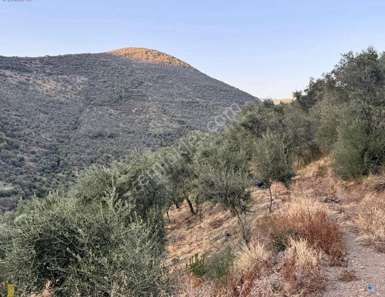 İzmir Bayındır Yola Cepheli 1697m2 Tek Tapu Satılık Zeytinlik - Görsel 13