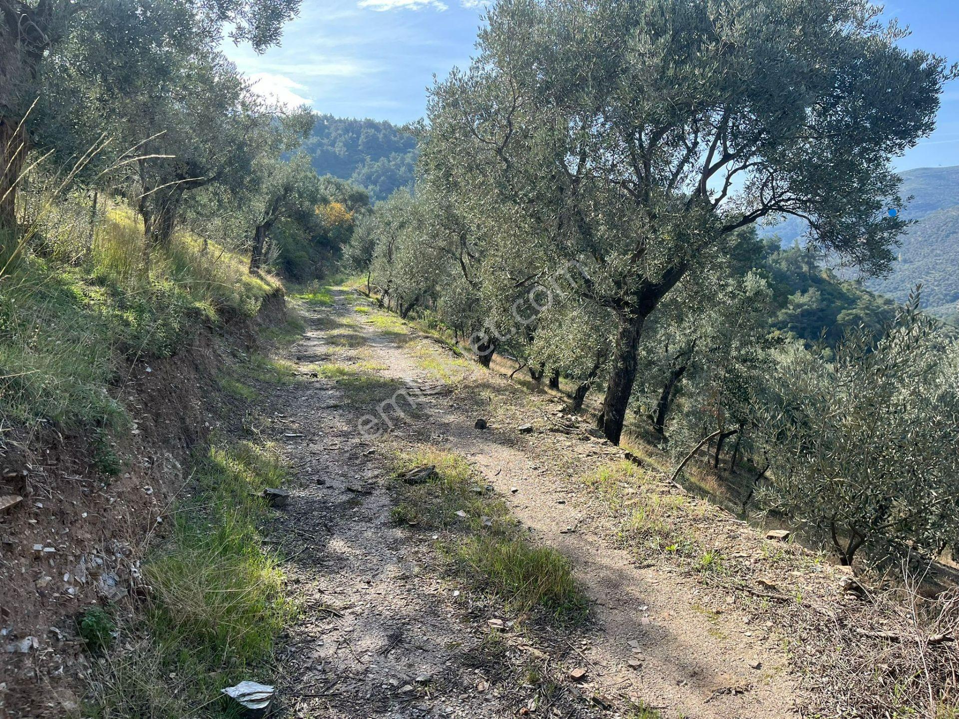 İzmir Bayındır Yola Cepheli 1697m2 Tek Tapu Satılık Zeytinlik - Görsel 24