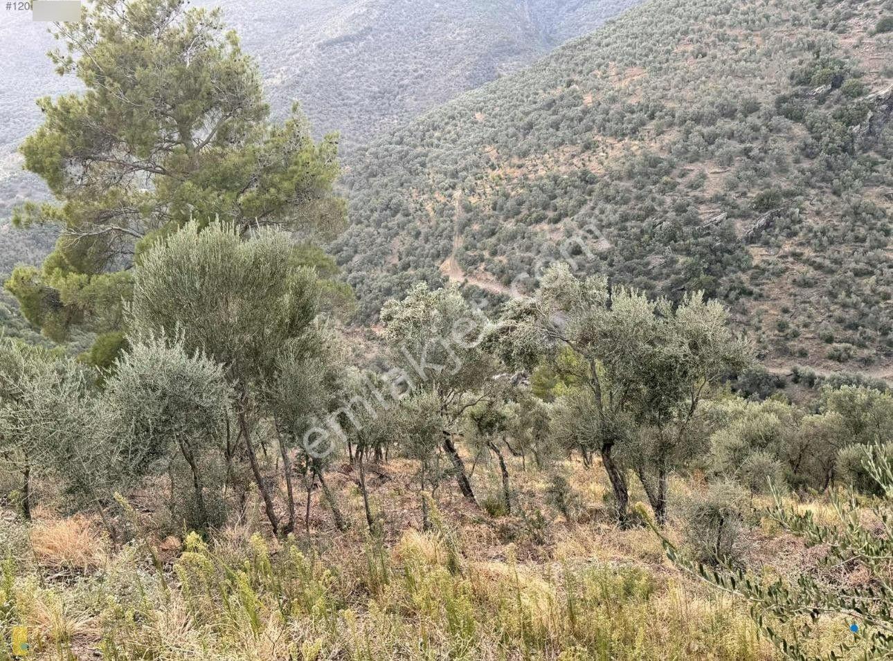 İzmir Bayındır Yola Cepheli 1697m2 Tek Tapu Satılık Zeytinlik - Görsel 15