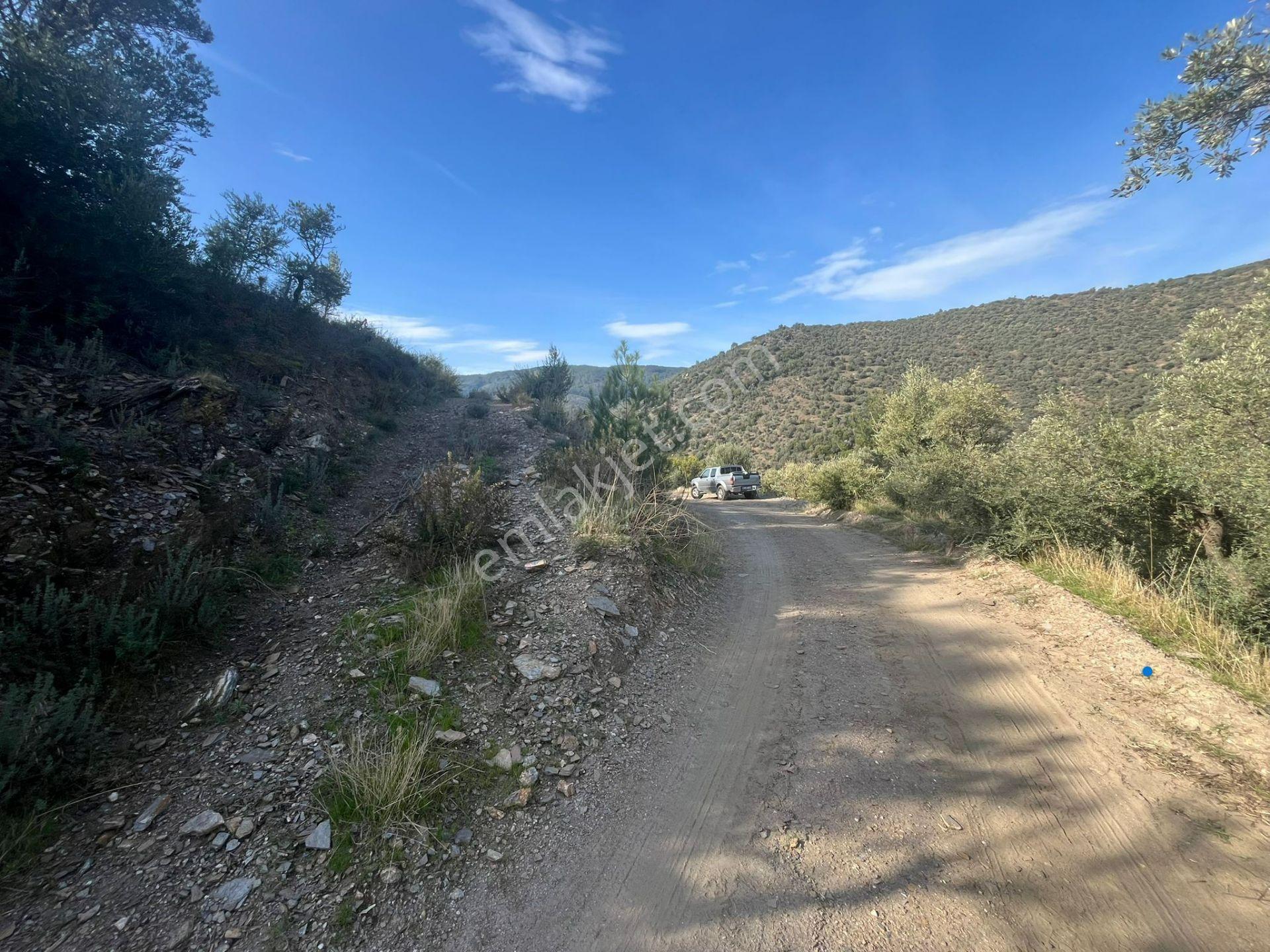 İzmir Bayındır Yola Cepheli 1697m2 Tek Tapu Satılık Zeytinlik - Görsel 19