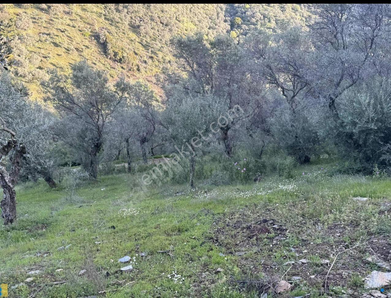 İzmir Bayındır Yola Cepheli 1697m2 Tek Tapu Satılık Zeytinlik - Görsel 6