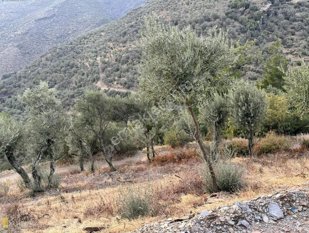 İzmir Bayındır Yola Cepheli 1697m2 Tek Tapu Satılık Zeytinlik - Görsel 8