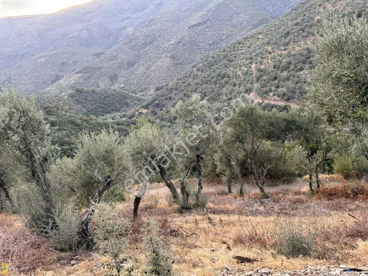 İzmir Bayındır Yola Cepheli 1697m2 Tek Tapu Satılık Zeytinlik - Görsel 14