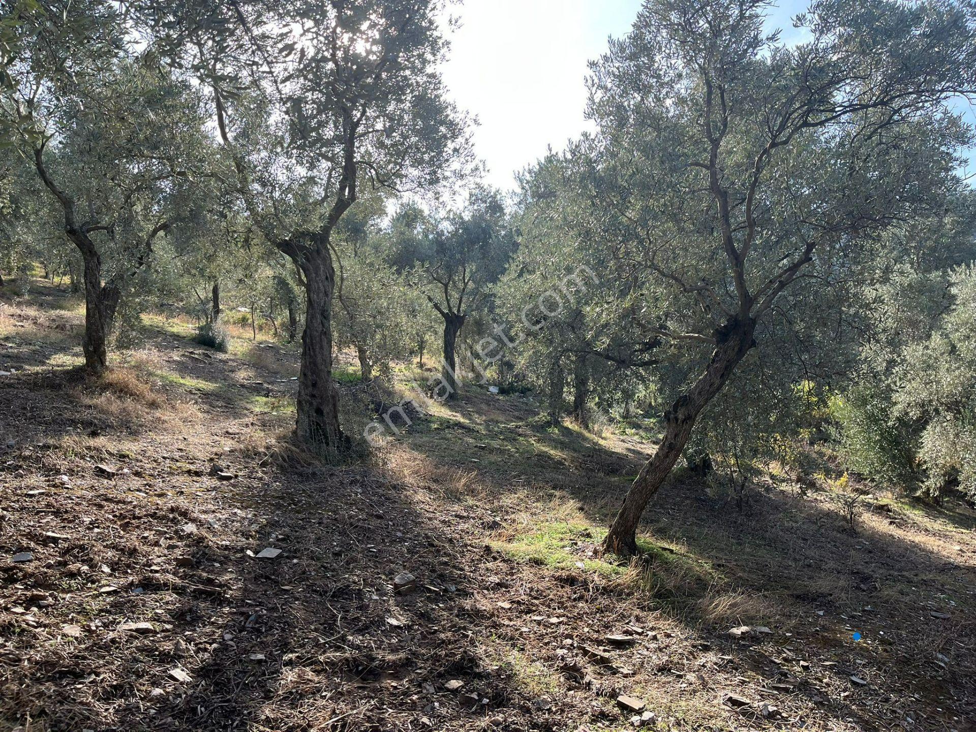 İzmir Bayındır Yola Cepheli 1697m2 Tek Tapu Satılık Zeytinlik - Görsel 26