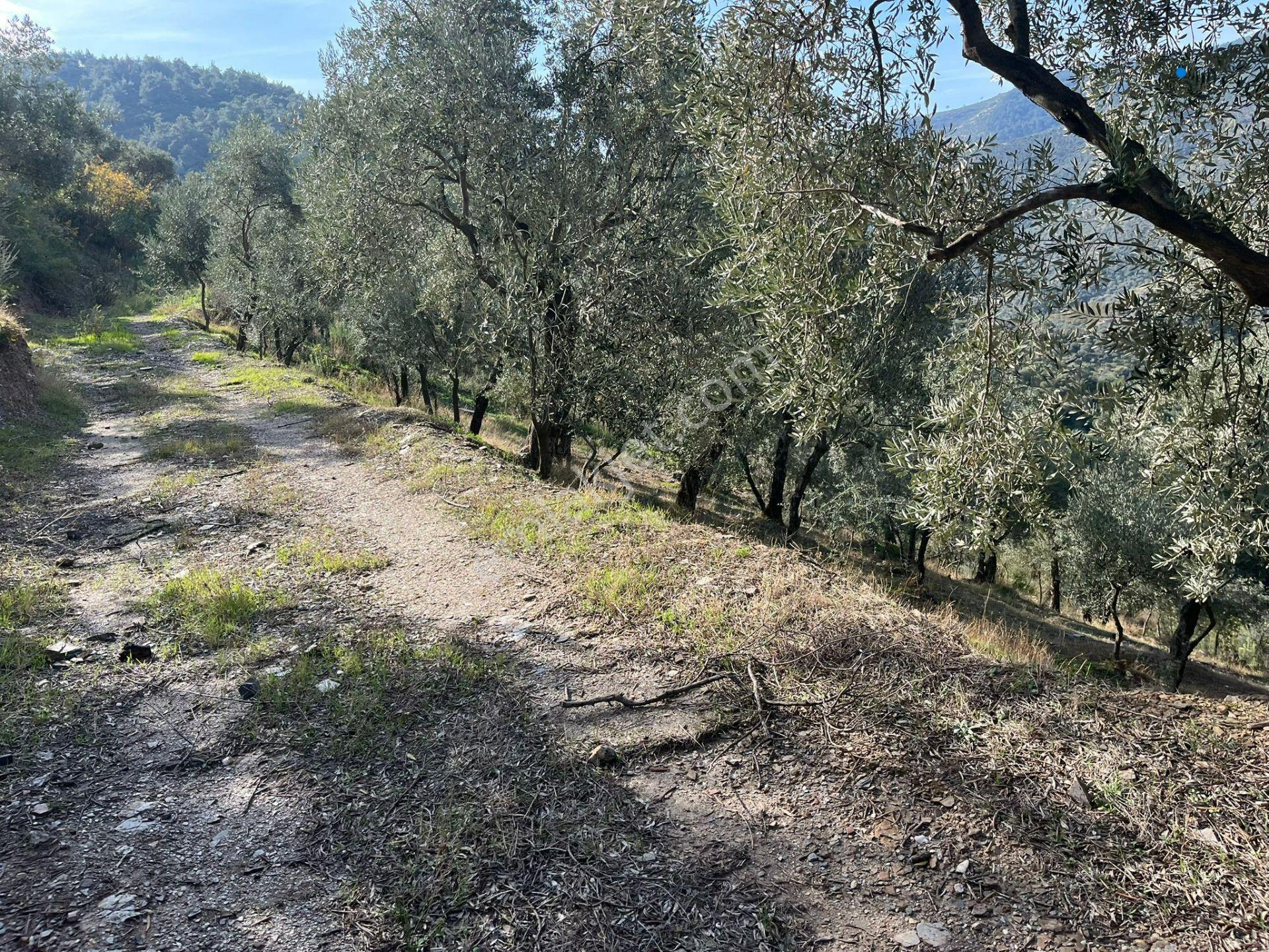 İzmir Bayındır Yola Cepheli 1697m2 Tek Tapu Satılık Zeytinlik - Görsel 23