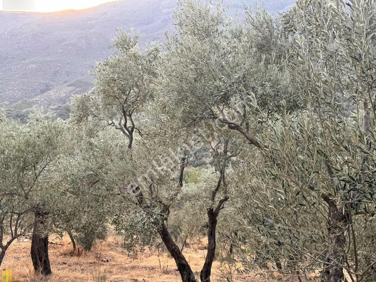 İzmir Bayındır Yola Cepheli 1697m2 Tek Tapu Satılık Zeytinlik - Görsel 3