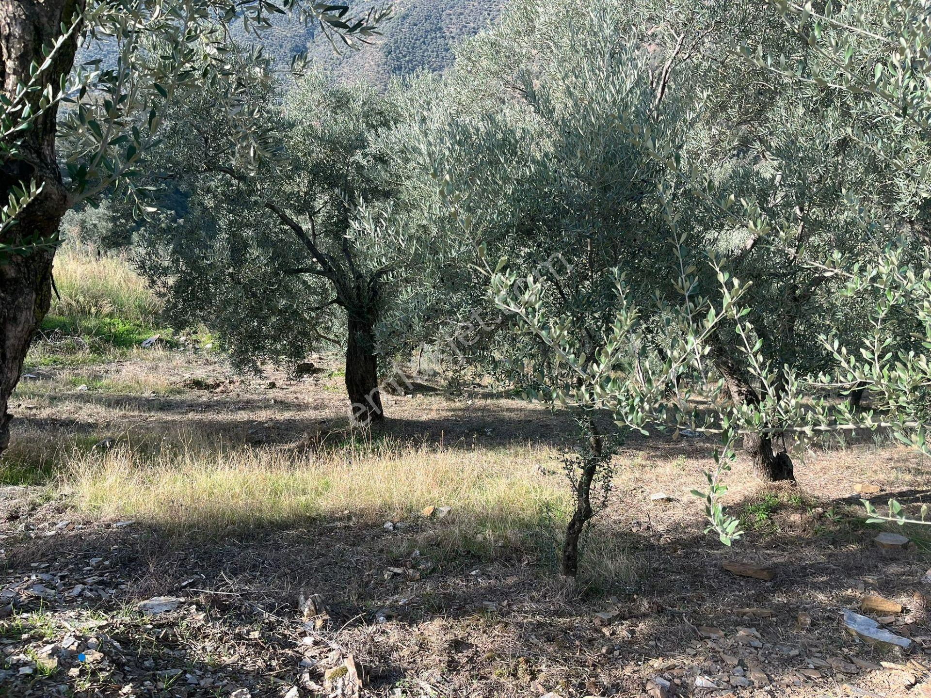 İzmir Bayındır Yola Cepheli 1697m2 Tek Tapu Satılık Zeytinlik - Görsel 18