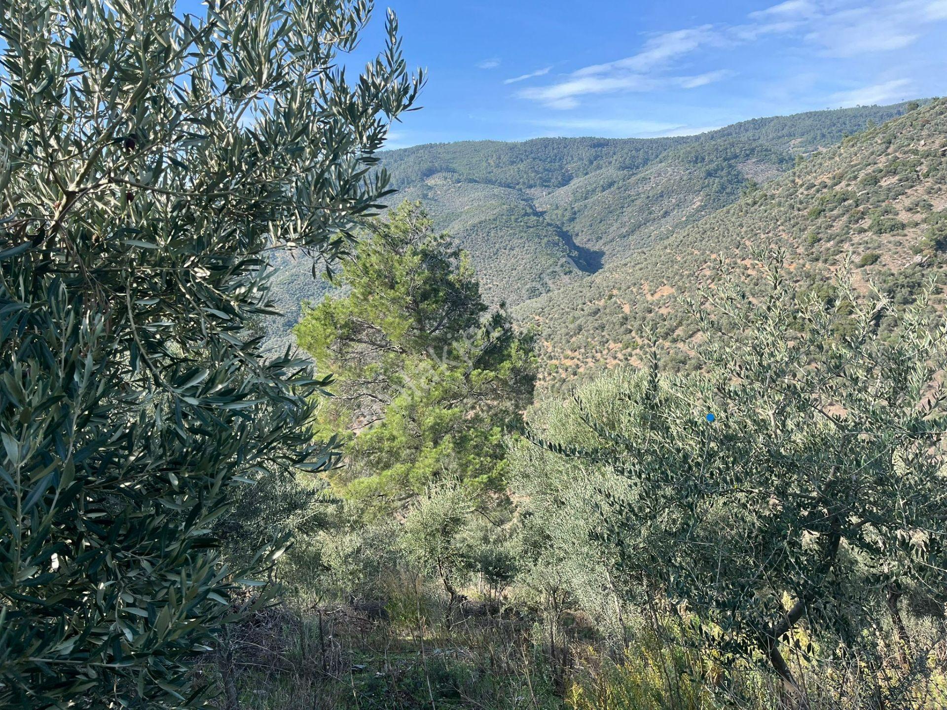 İzmir Bayındır Yola Cepheli 1697m2 Tek Tapu Satılık Zeytinlik - Görsel 22