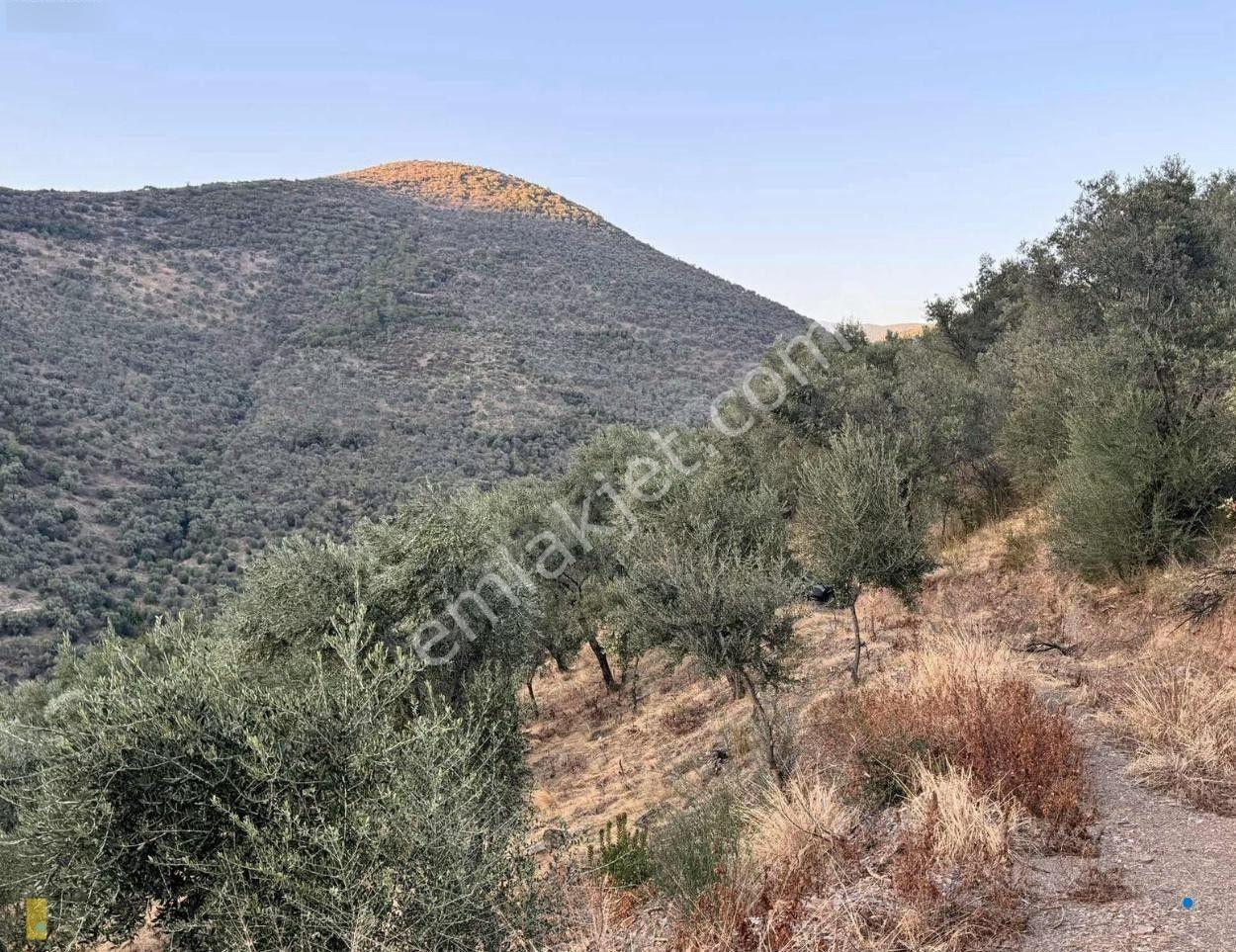 İzmir Bayındır Yola Cepheli 1697m2 Tek Tapu Satılık Zeytinlik - Görsel 11