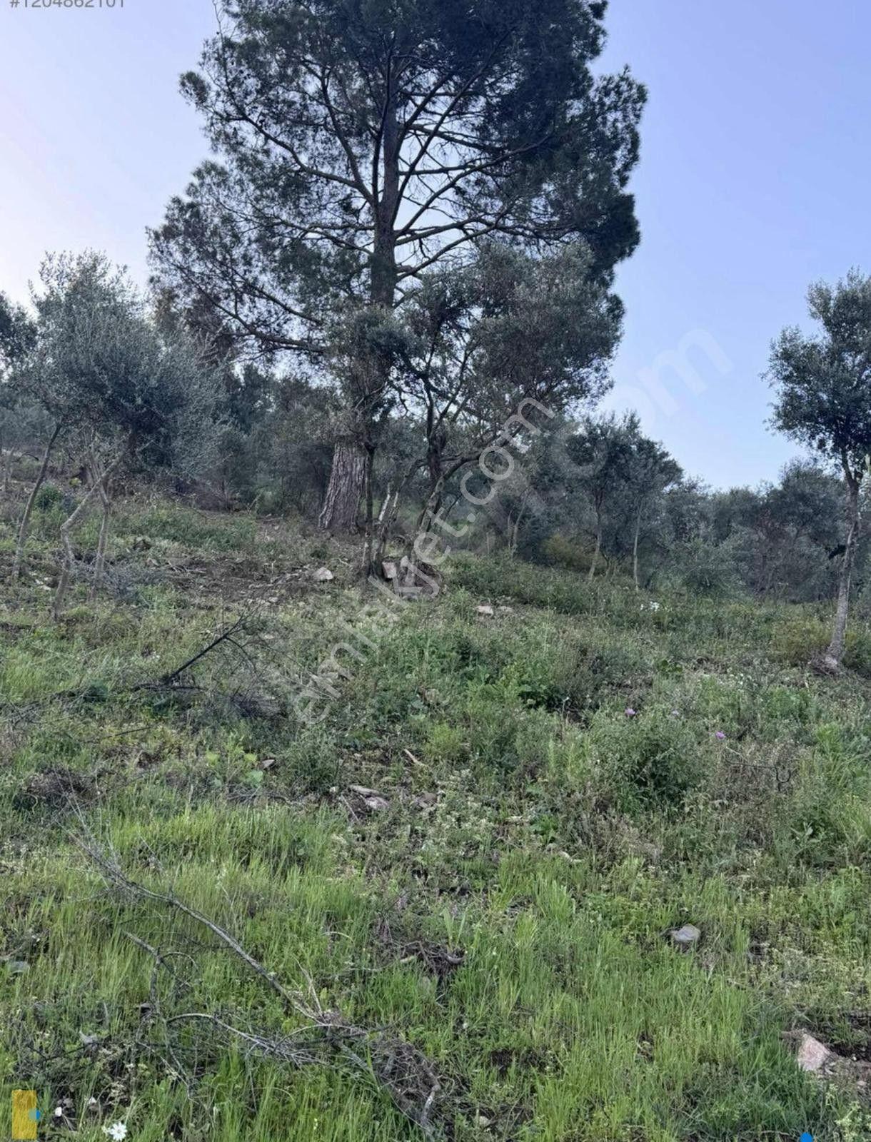 İzmir Bayındır Yola Cepheli 1697m2 Tek Tapu Satılık Zeytinlik - Görsel 10