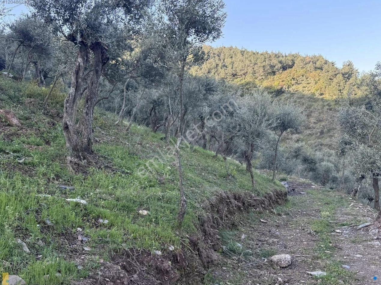 İzmir Bayındır Yola Cepheli 1697m2 Tek Tapu Satılık Zeytinlik - Görsel 7