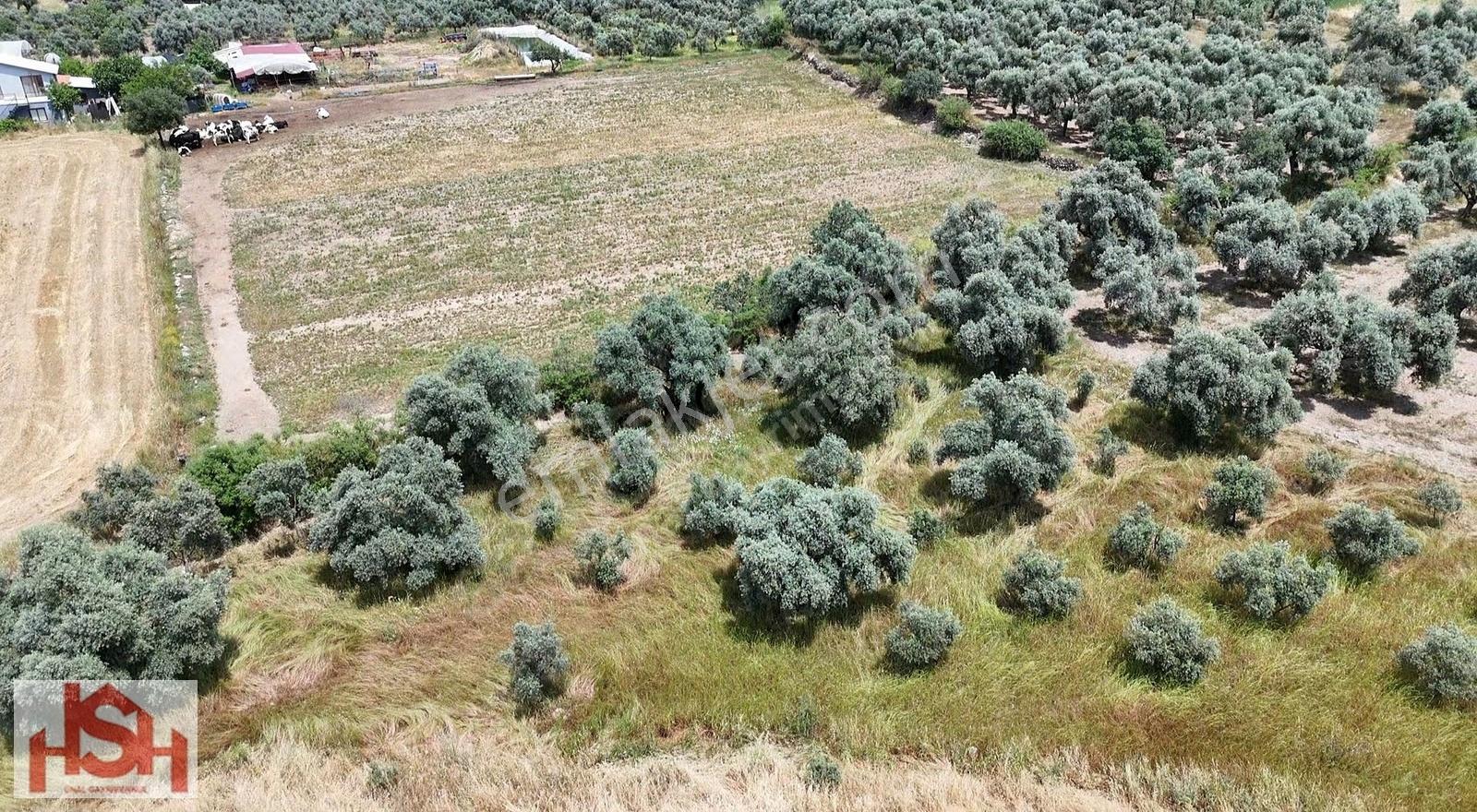 Şehire ''7 Km'' Uzaklıkta 100'den Fazla Ağaçlı,imarlı Zeytinlik. - Görsel 4