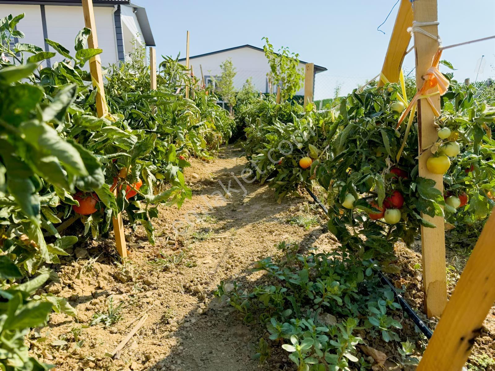 Manzarası Doyumsuz_eşyanı Getir_kullanmaya Başla_50 M2 Evli - Görsel 31