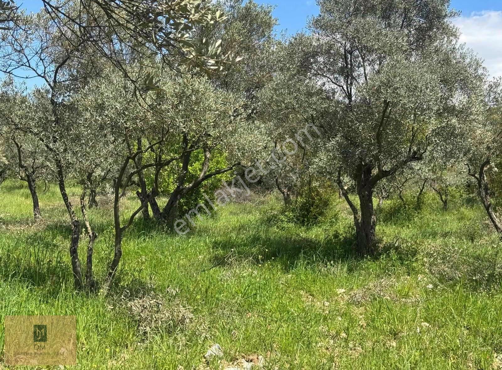 Yeşilyurt'ta Yıllık Gelir Potansiyelli 4800 M2 Satılık Tarla - Görsel 3