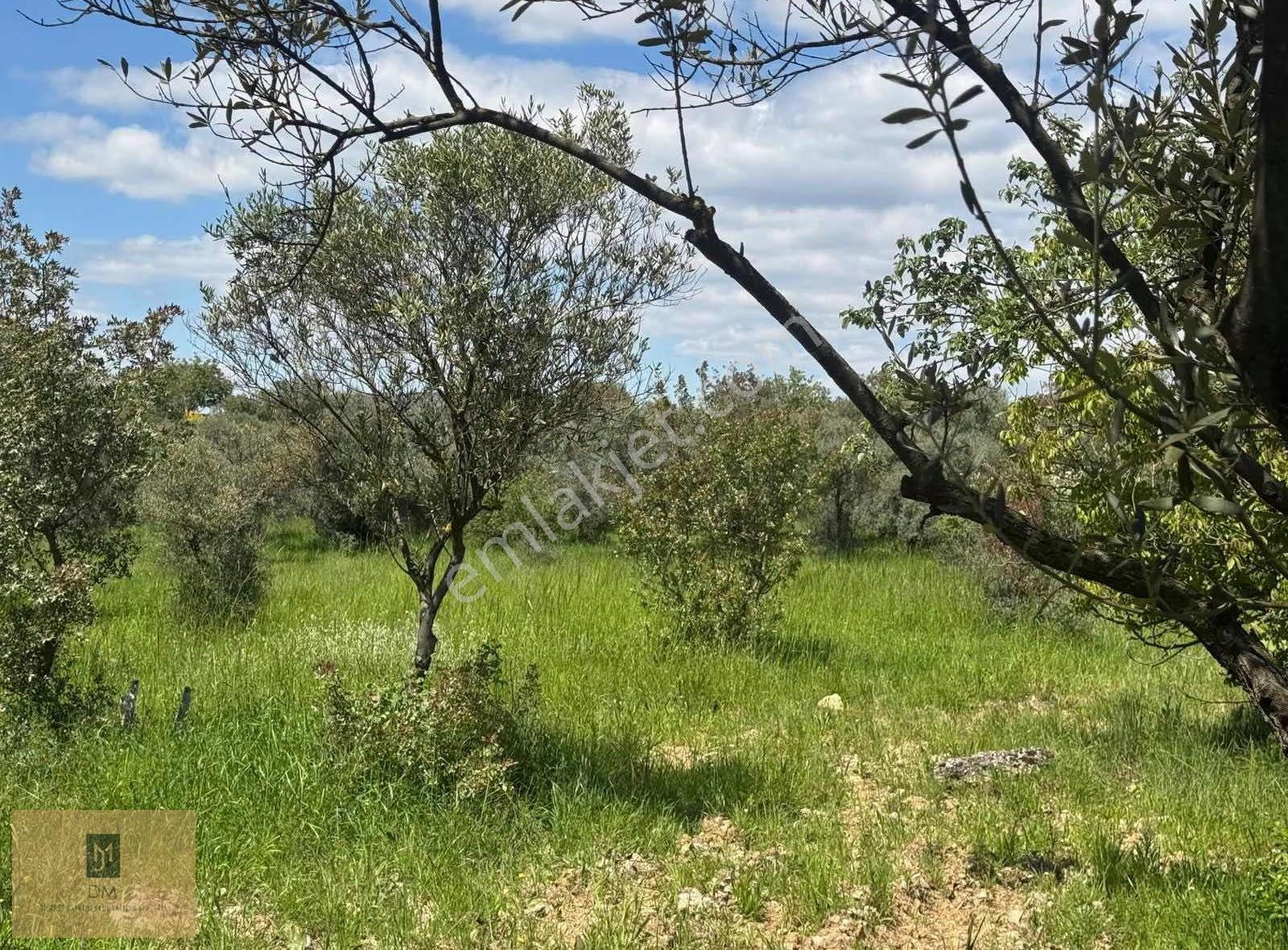 Yeşilyurt'ta Yıllık Gelir Potansiyelli 4800 M2 Satılık Tarla - Görsel 4