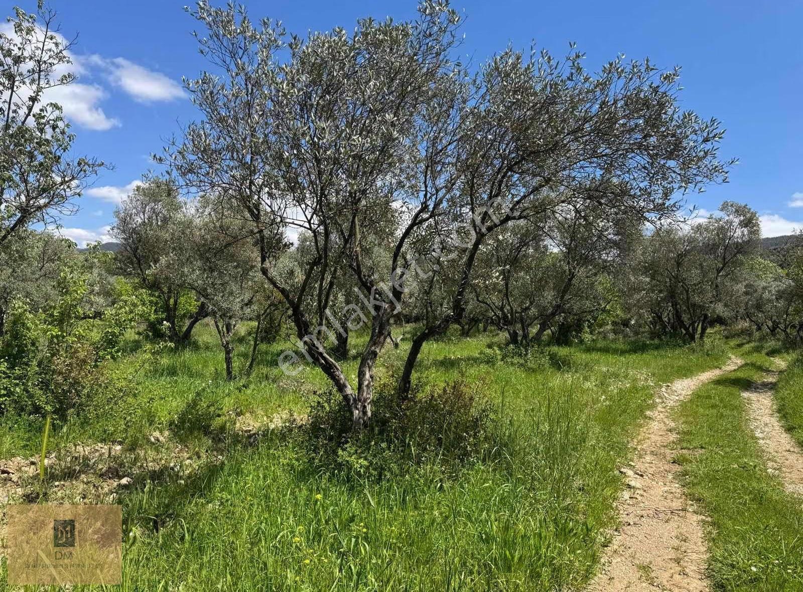 Yeşilyurt'ta Yıllık Gelir Potansiyelli 4800 M2 Satılık Tarla - Görsel 6