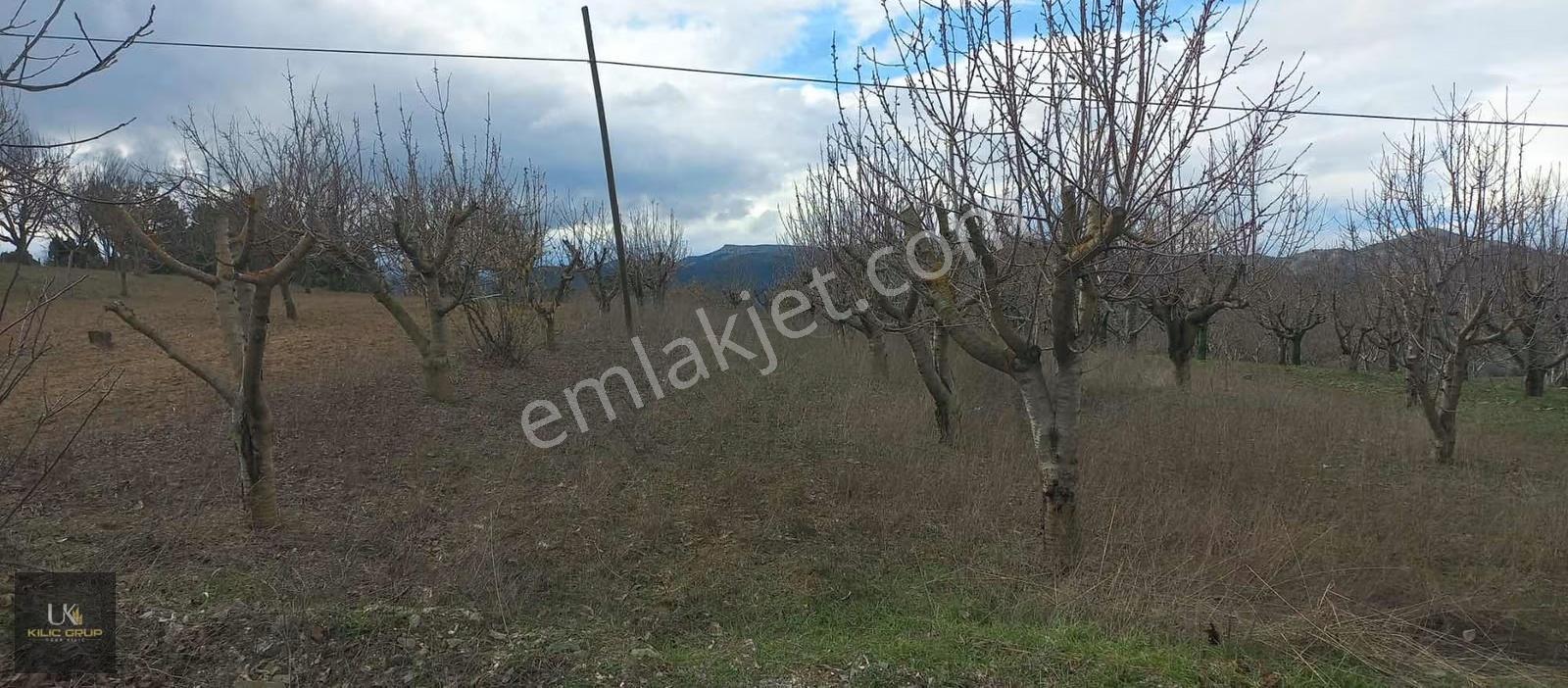 Yenipazar Kavacık Köyü Satılık Bahçe - Görsel 5