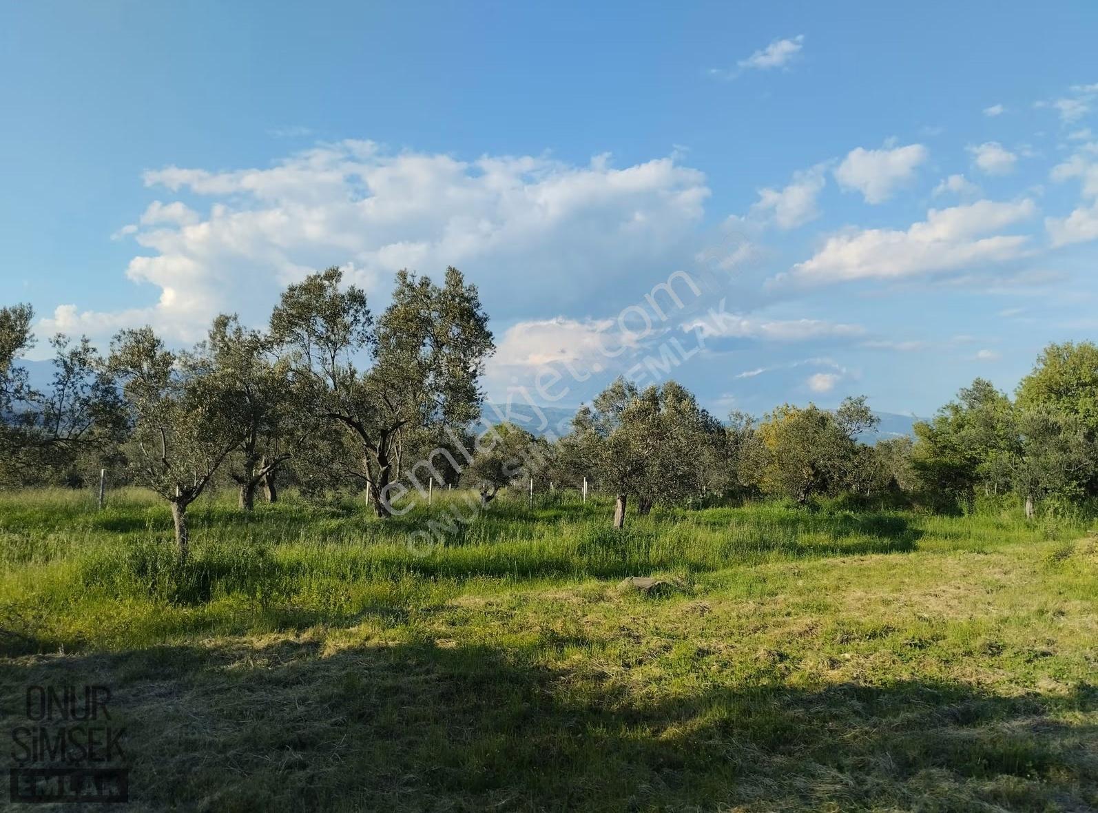 Havran Küçükdere Köyü'nde 1628 M2 Zeytinlik - Görsel 4