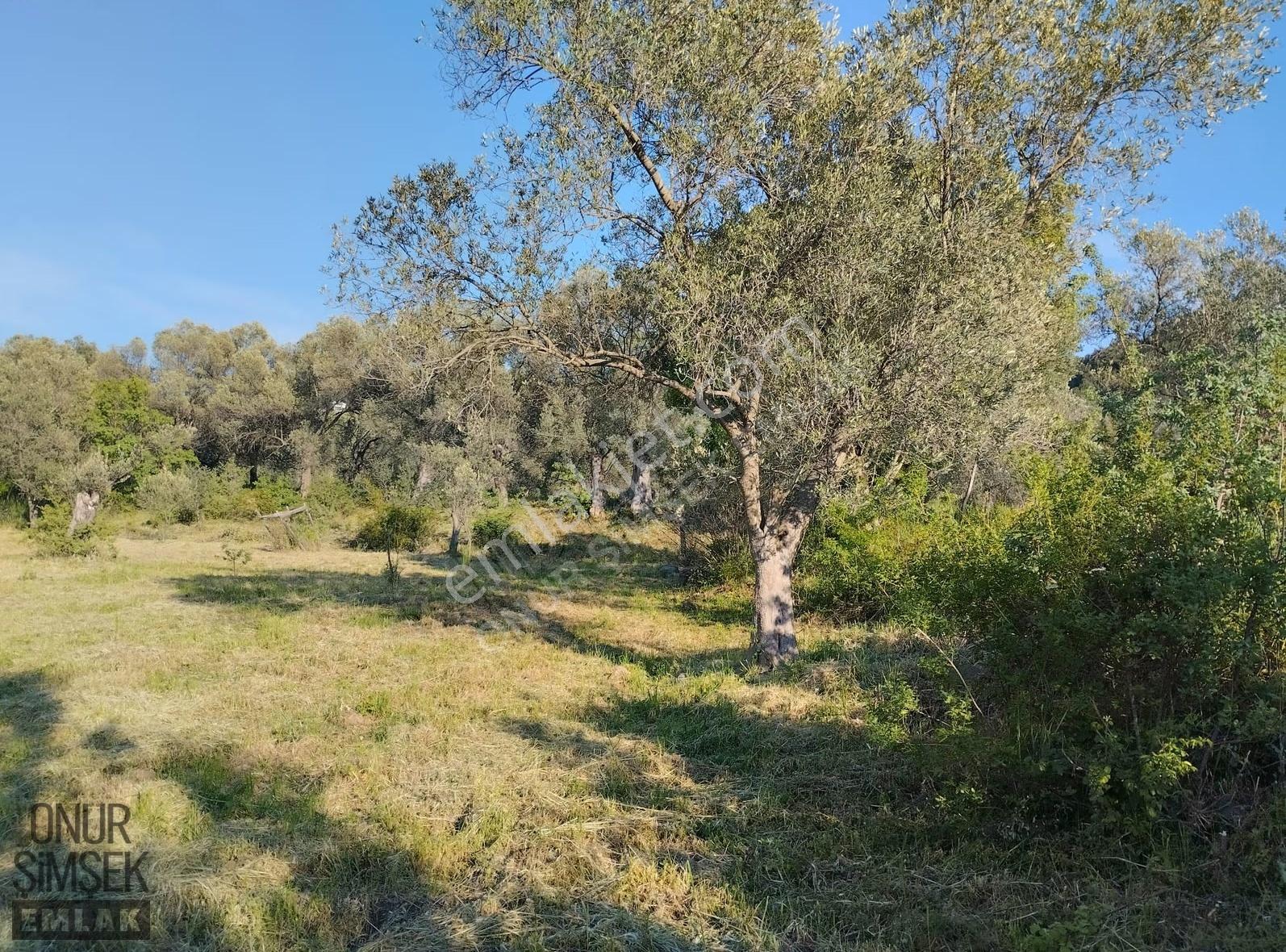 Havran Küçükdere Köyü'nde 1628 M2 Zeytinlik - Görsel 2