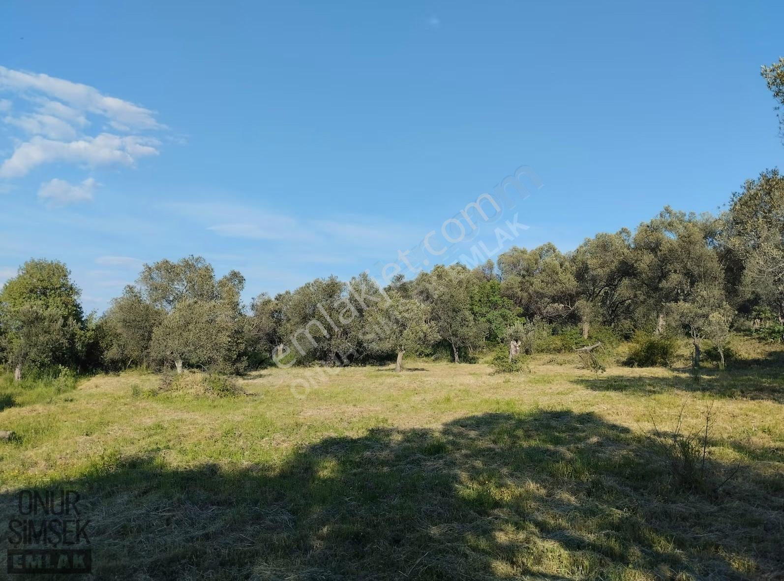 Havran Küçükdere Köyü'nde 1628 M2 Zeytinlik