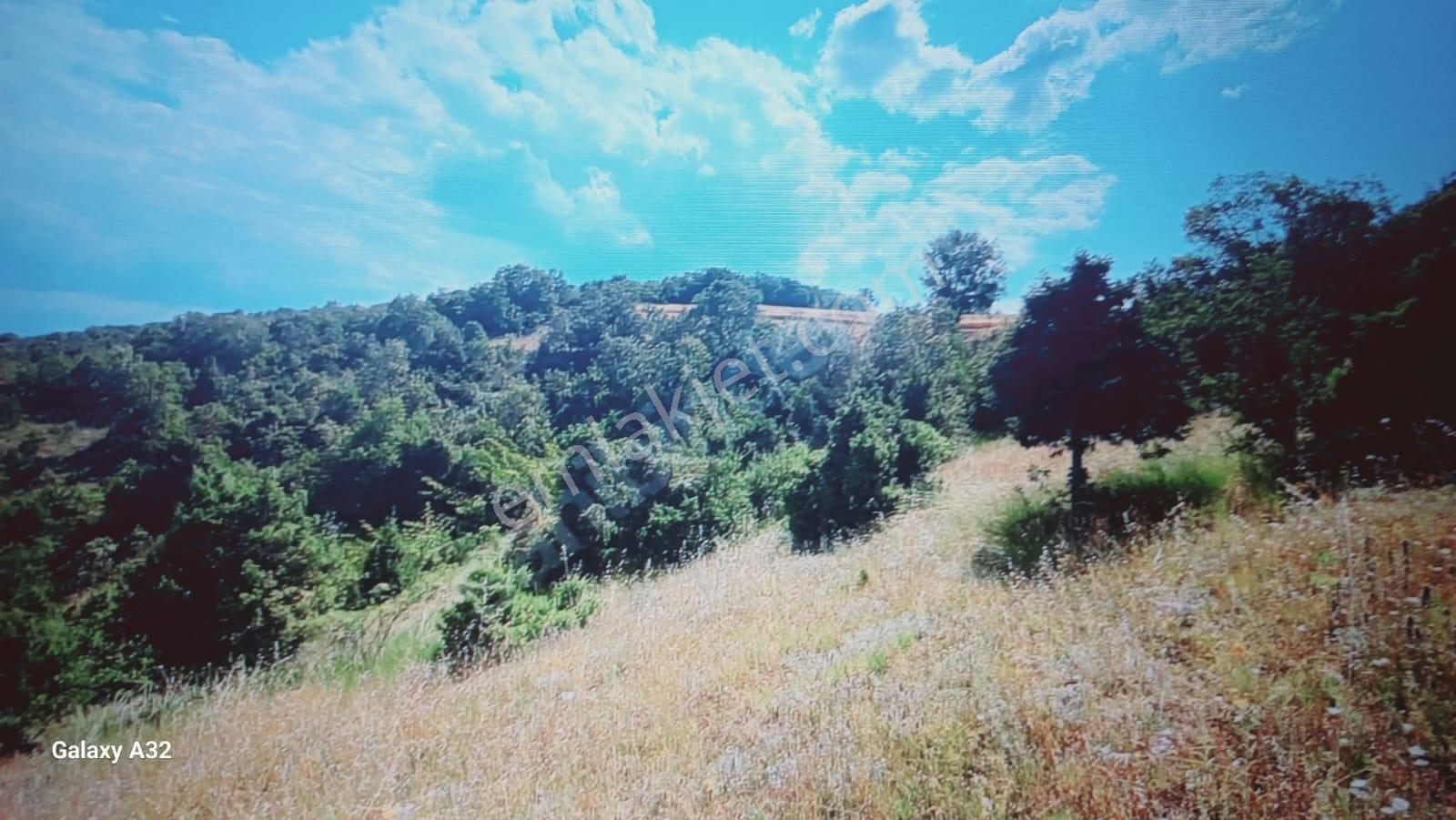 Bursa İznik Gölü Manzaralı Tek Tapu 40.000 M2 Arsa - Görsel 7