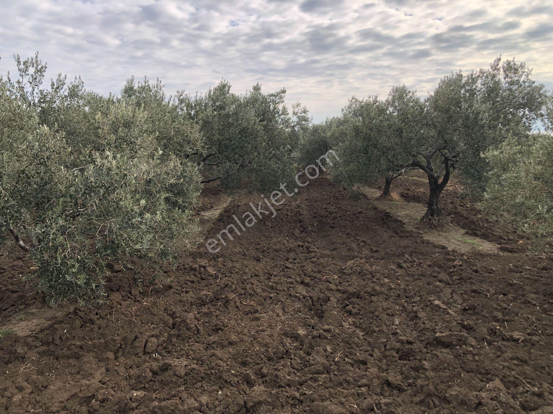 Şarköy De Işık Emlaktan İğdebağları Mah De 2400 M2 Zeytinlik - Görsel 3