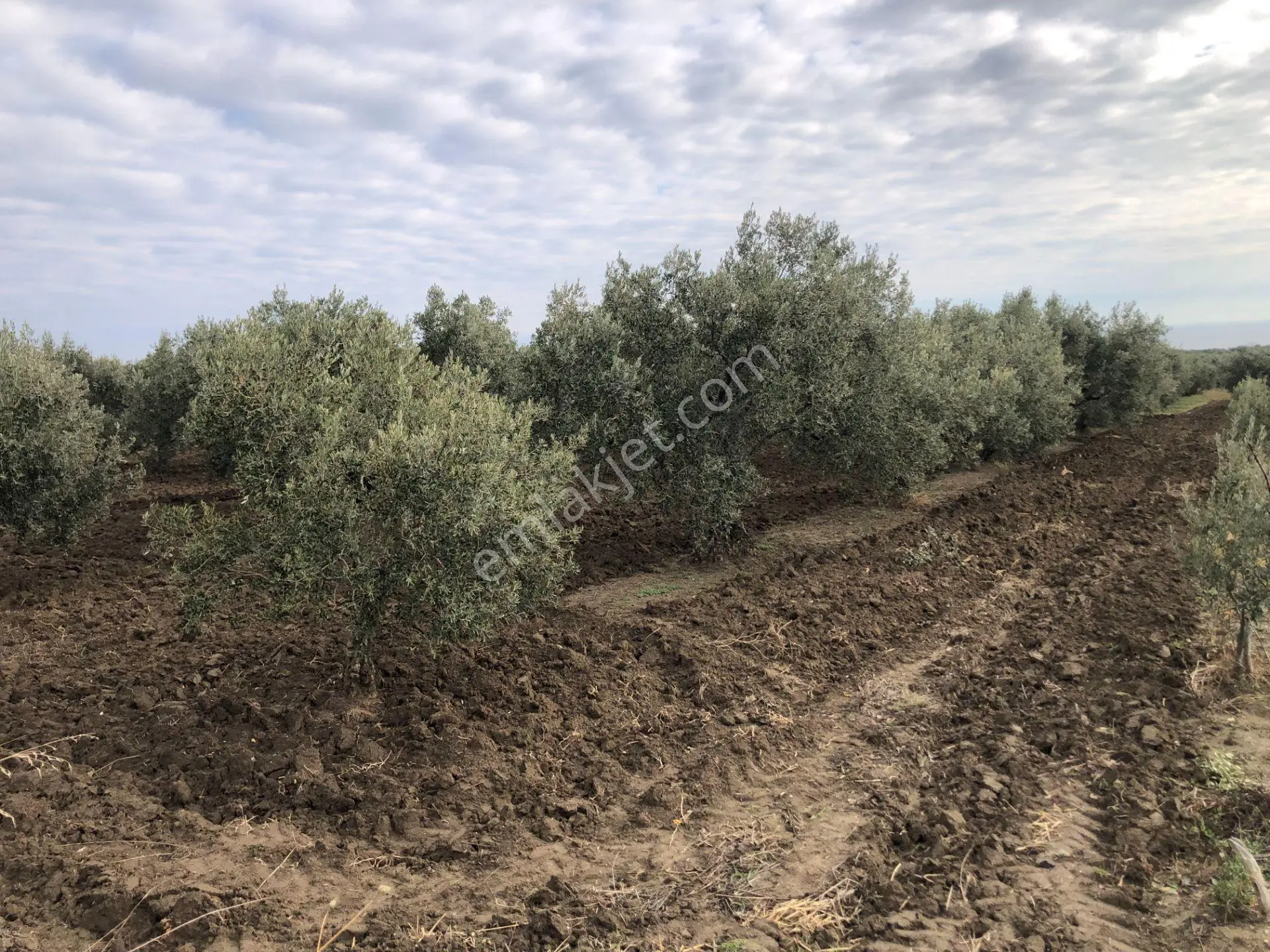 Şarköy De Işık Emlaktan İğdebağları Mah De 2400 M2 Zeytinlik - Görsel 5