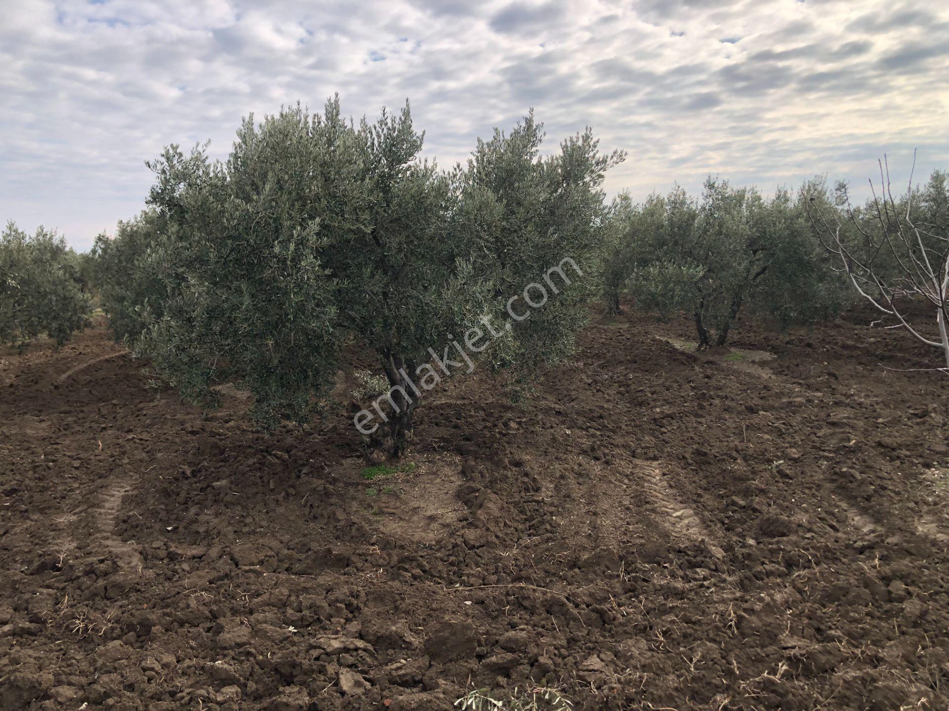 Şarköy De Işık Emlaktan İğdebağları Mah De 2400 M2 Zeytinlik - Görsel 9