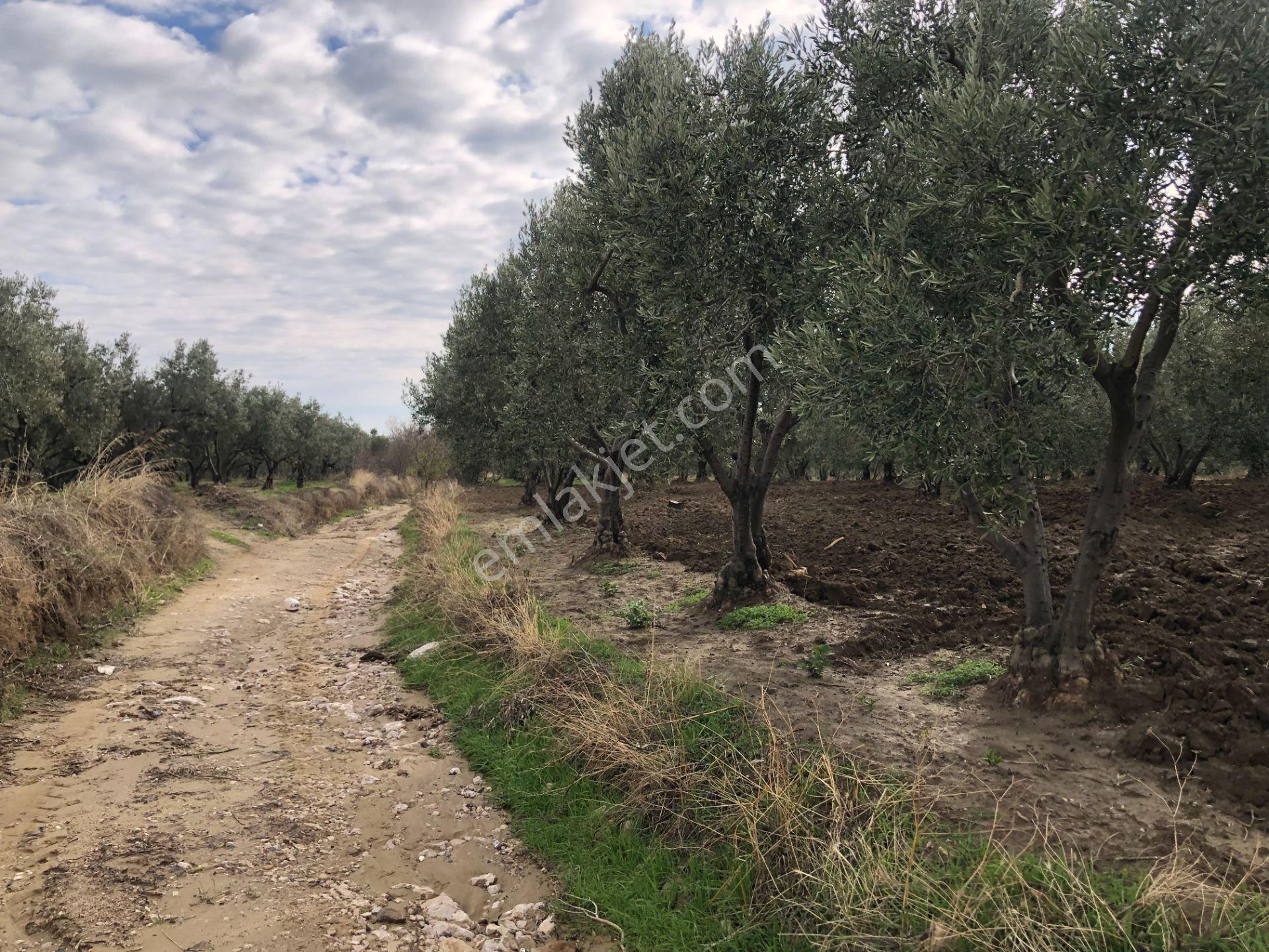Şarköy De Işık Emlaktan İğdebağları Mah De 2400 M2 Zeytinlik - Görsel 15