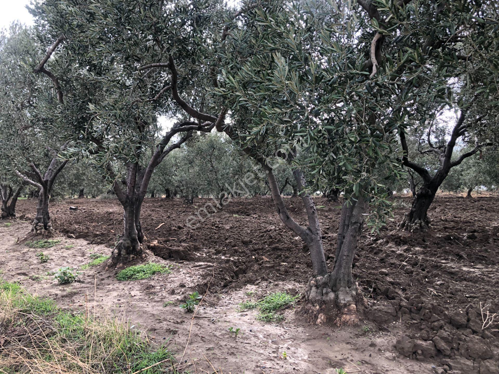 Şarköy De Işık Emlaktan İğdebağları Mah De 2400 M2 Zeytinlik - Görsel 14
